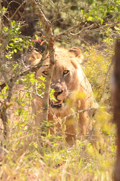 2015-05 South Africa/iMfolozi/DSC_0265.JPG